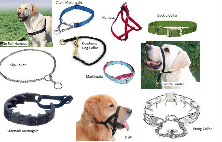 an image of different types of dog collars and harnesses to choose from