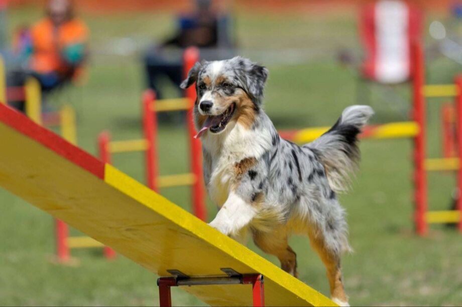 australian shepherds love playing frisbee and other games that allow them to run and expend energy.