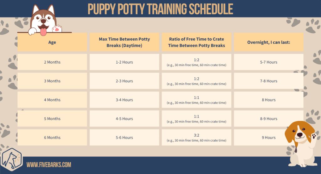 be consistent with your puppy's potty training schedule on weekends and weekdays.