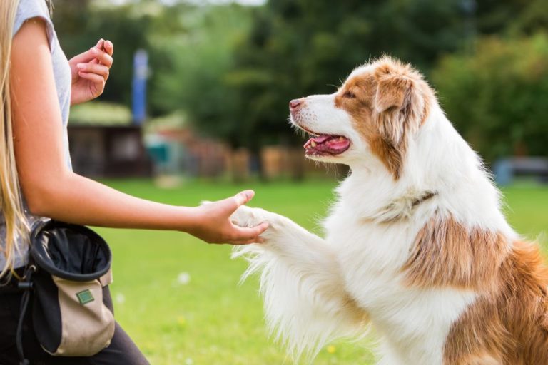 Beginner’S Guide To Dog Training: Essential Tips For Success