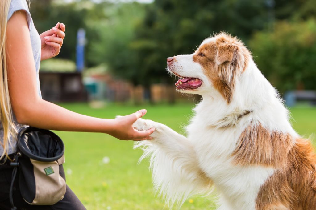 Beginner's Guide to Dog Training: Essential Tips for Success