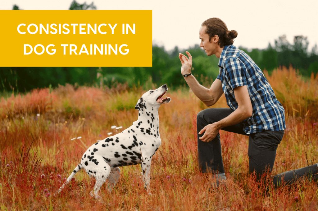 being consistent when training dogs