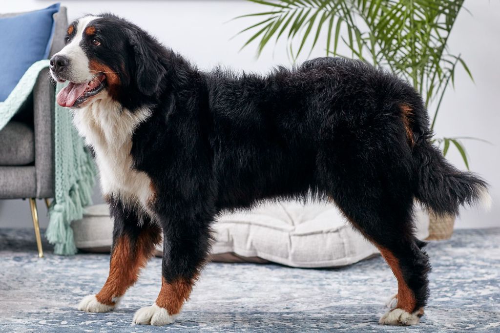bernese mountain dogs have gentle, affectionate, and loyal temperaments despite their large size.