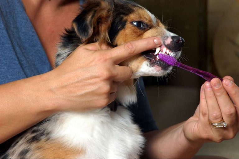 Brushing Your Dog’S Teeth: Steps For A Fresh Breath And Healthy Mouth