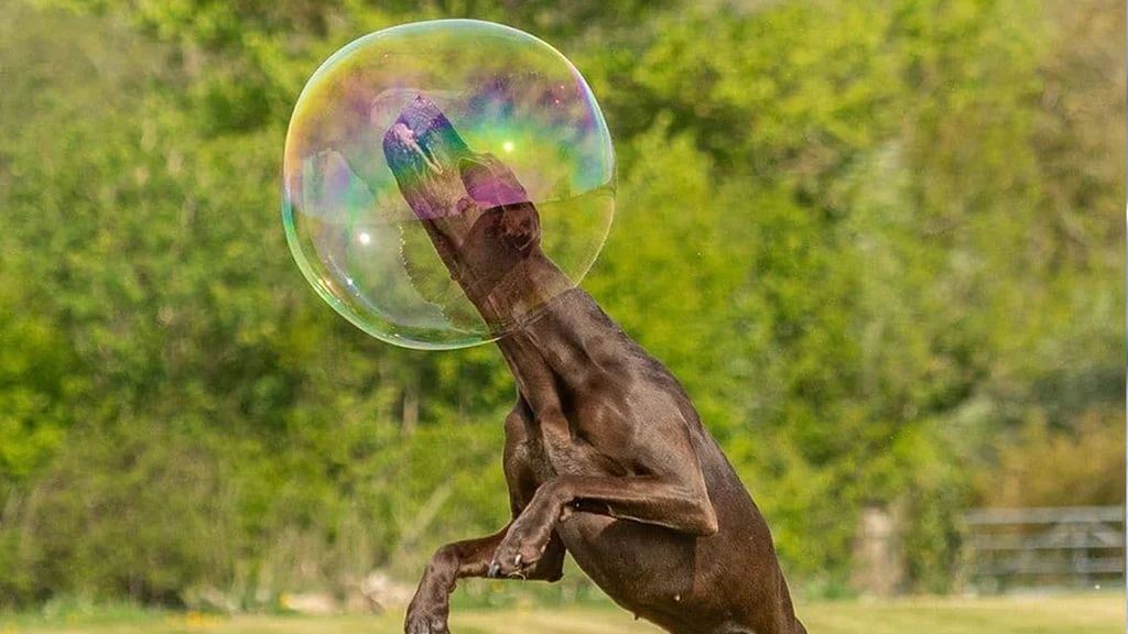 chasing bubbles provides great cardiovascular exercise for dogs as they run back and forth across the yard or room.