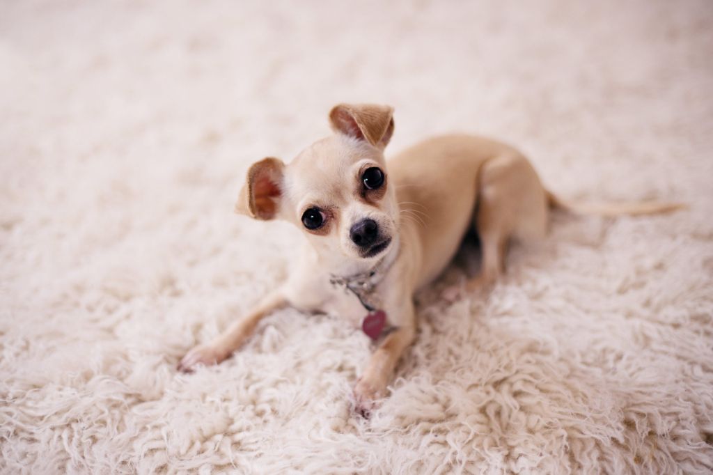 chihuahuas are small dogs with low exercise needs, making short daily walks and indoor play sufficient.