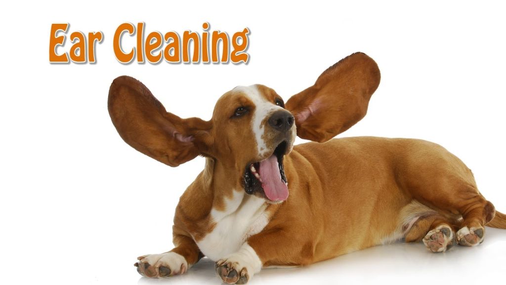 cleaning a basset hound's ears