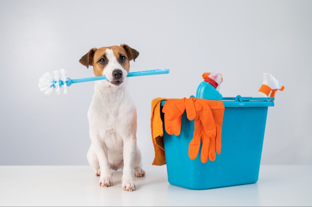 cleaning home safely for dogs