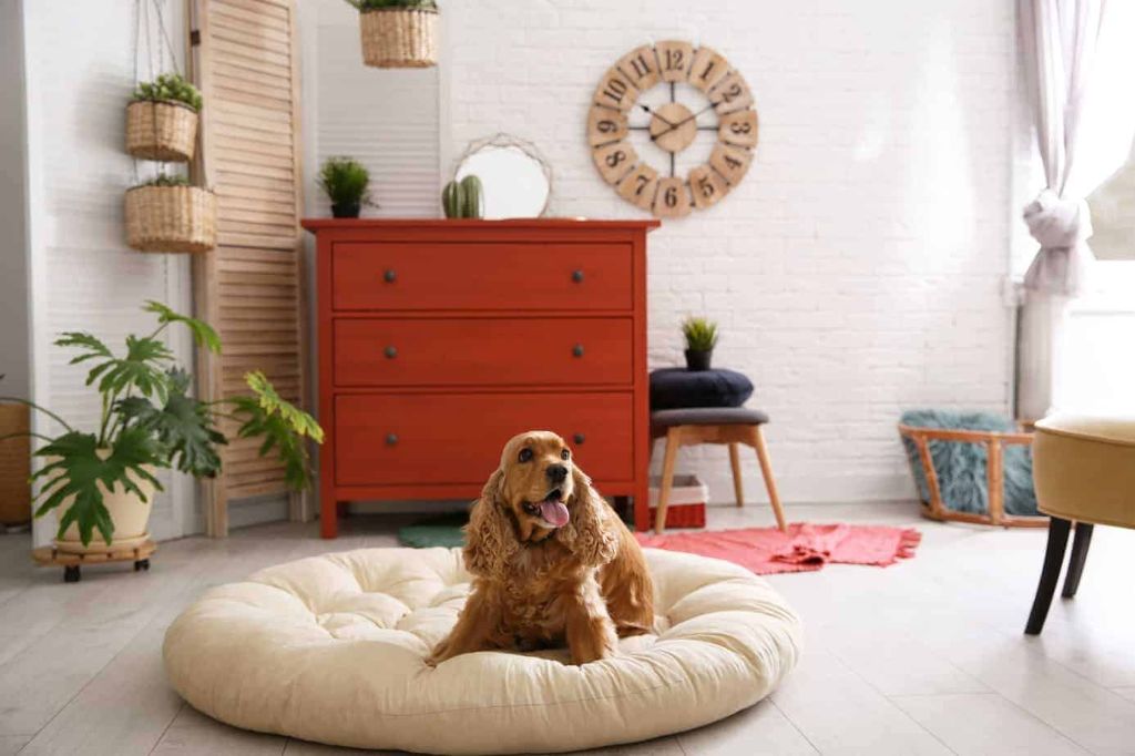 consider the size of dog that will fit your lifestyle and living space.