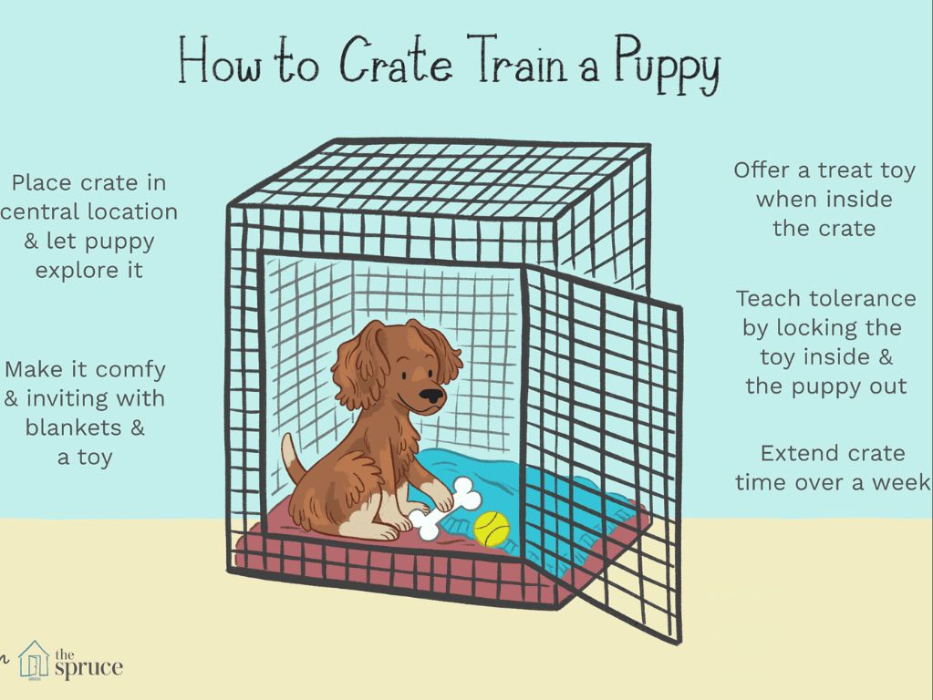 crate training provides many benefits for housetraining puppies.