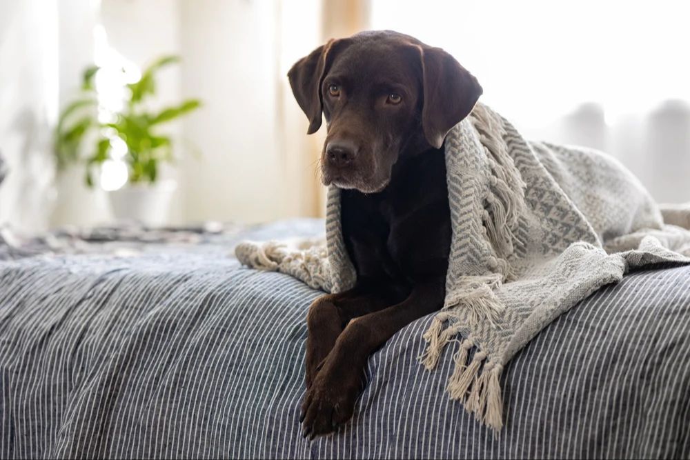 creating a calm home for dogs