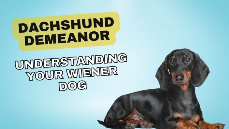 Dachshund: Unraveling The Quirks Of This “”Wiener”” Dog