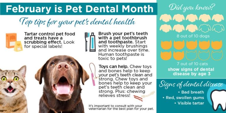Dental Care For Dogs: Tips For A Healthy Smile