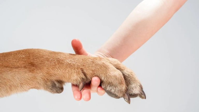 Teaching Your Dog To Be Comfortable With Handling And Restraint