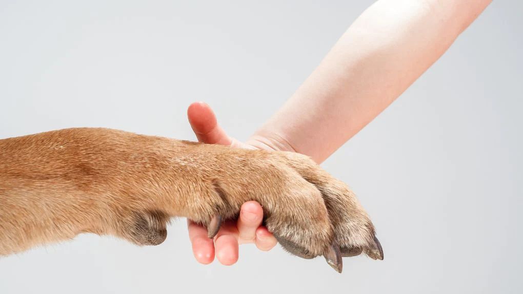desensitizing a dog to having paws handled