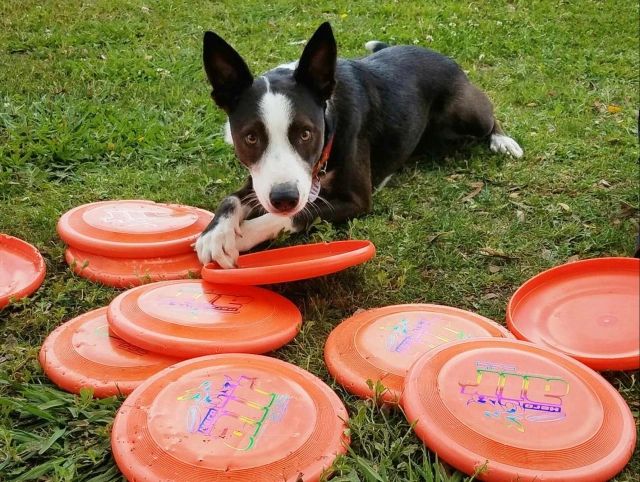 Disc Dog Training: Mastering The Flying Disc