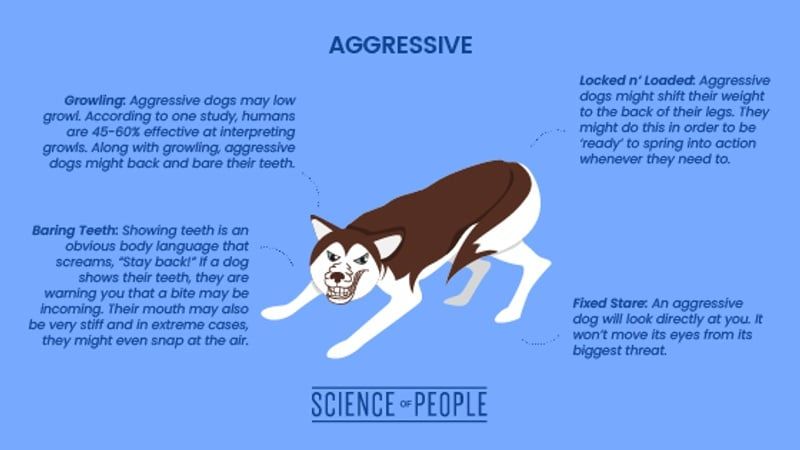 direct staring from dogs can indicate aggression, while brief eye contact shows confidence and comfort with humans.