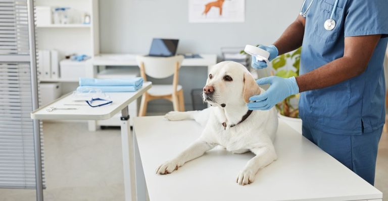 Helping Your Dog Overcome Fear Of Veterinary Visits: Desensitization Tips