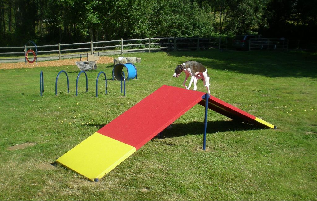 dog completing an a-frame ramp obstacle during agility training