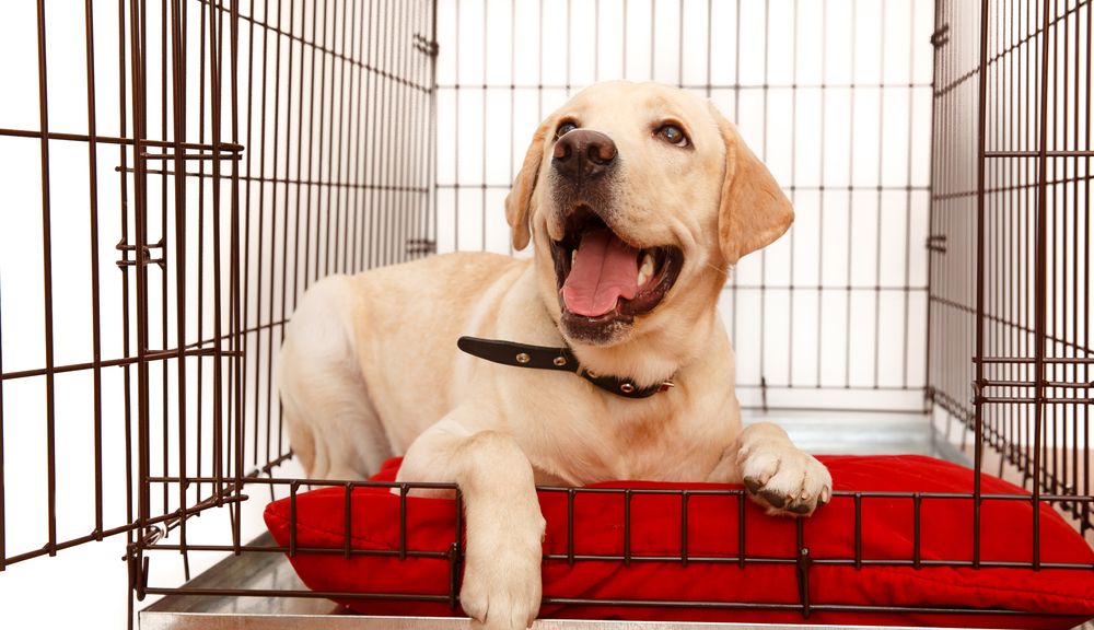 dog happily entering crate