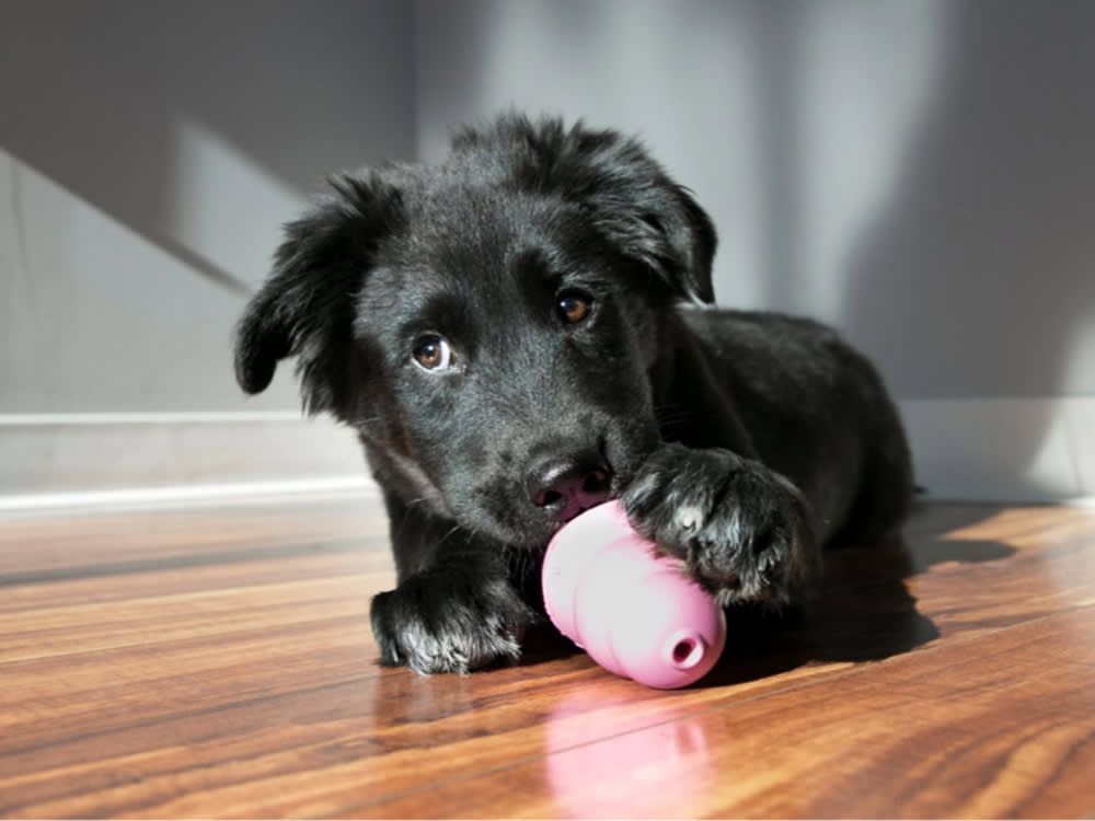dog playing with stuffed kong toy