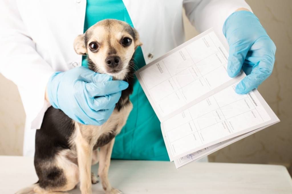 dog receiving veterinary exam before travel