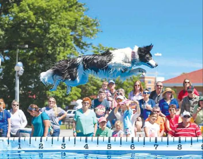 dog sports like flyball and dock diving provide exciting competition environments.