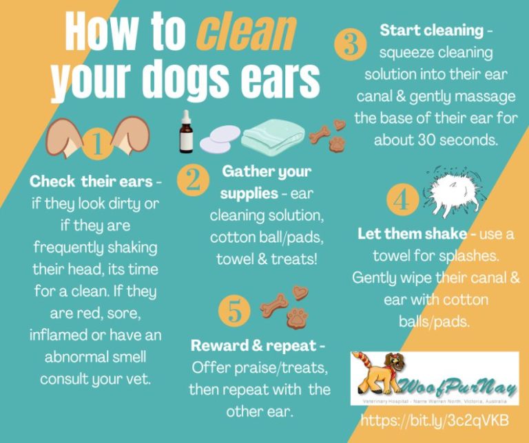 Ear Care Tips: Keeping Your Dog’S Ears Clean And Healthy