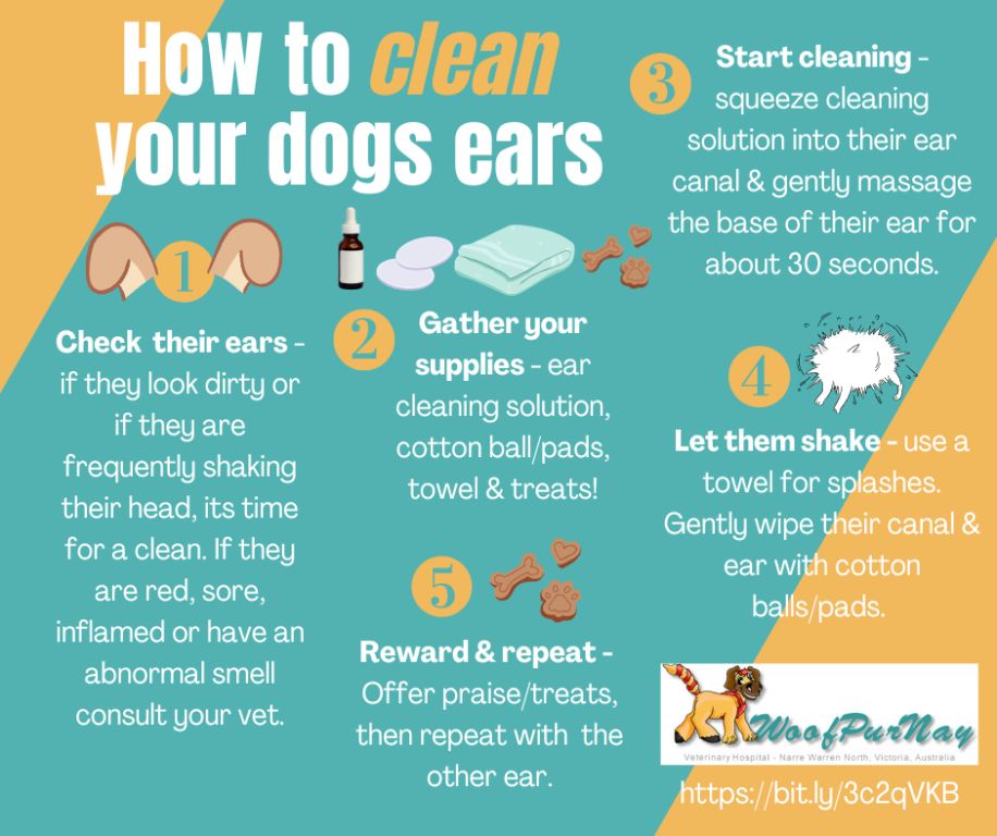 Ear Care Tips: Keeping Your Dog's Ears Clean and Healthy