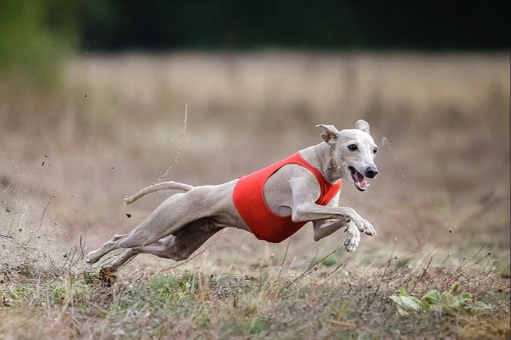 examples of dog breeds well-suited for lure coursing