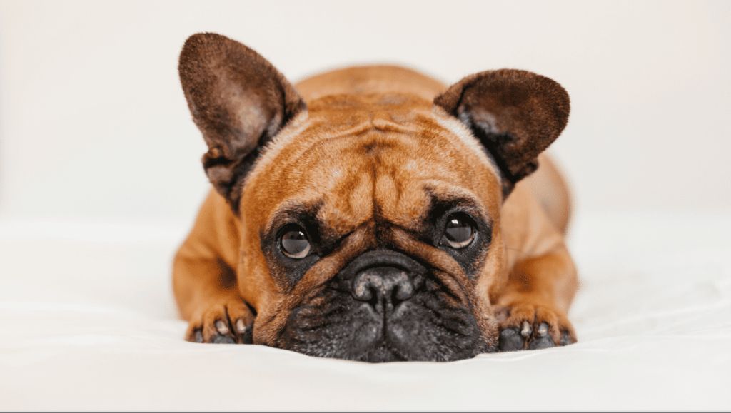 french bulldogs are unfortunately prone to several health conditions like breathing problems, spinal issues, allergies, and eye diseases.
