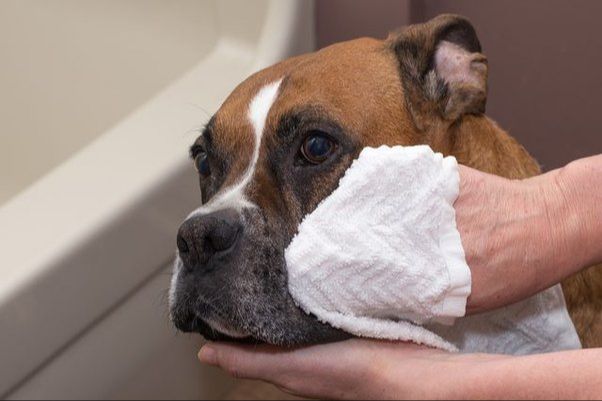 gently wiping a dog's stained face with a damp cloth