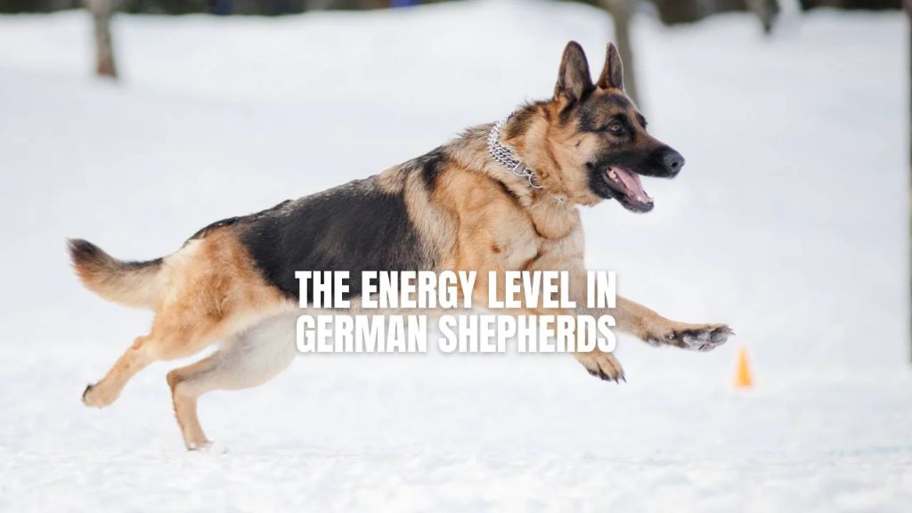 german shepherds have extremely high energy levels and require plenty of rigorous exercise each day.