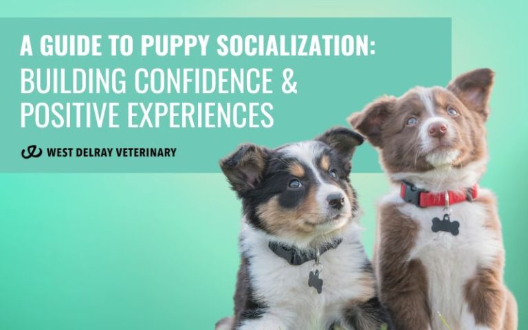 Building Confidence In Shy Dogs: Gradual Exposure And Rewarding Experiences
