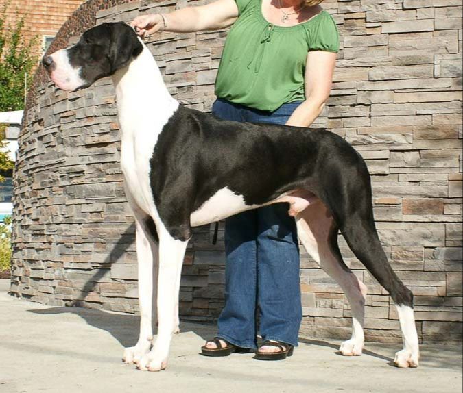 great danes come in various colors like fawn, brindle, harlequin, black, blue, and mantle