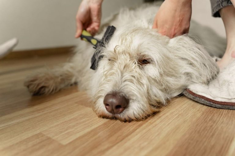 The Importance Of Regular Dog Grooming Sessions