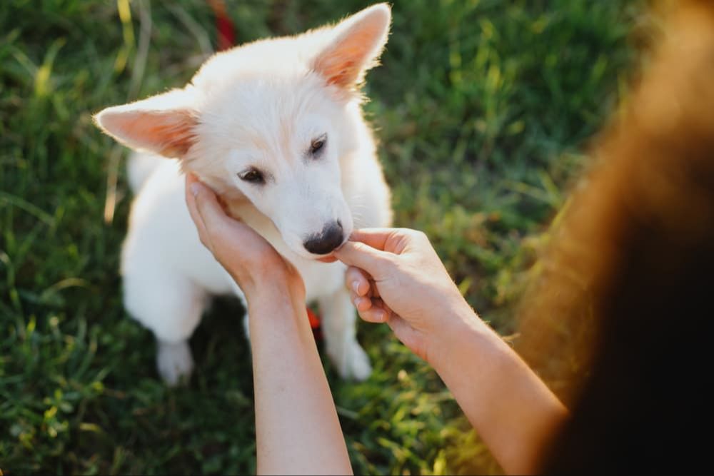 image of using treats to reward and encourage a shy dog during training
