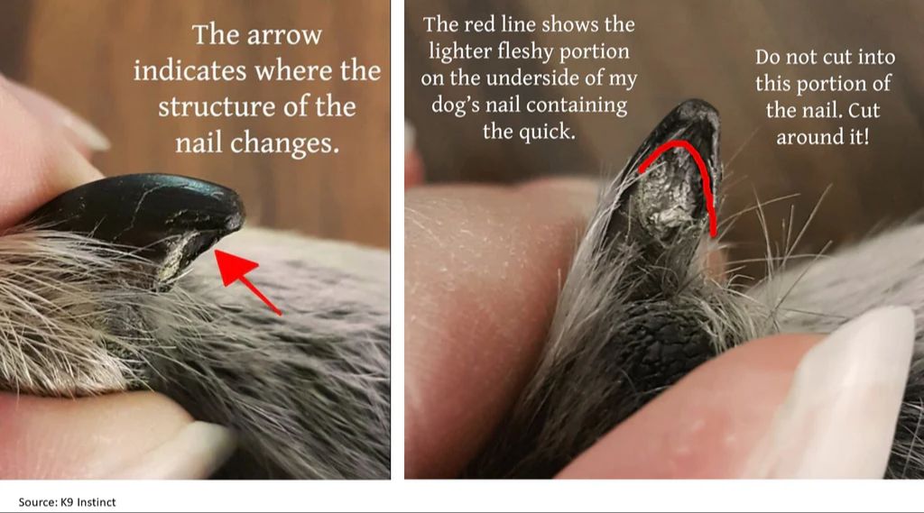 image showing how to identify the quick when trimming dog nails