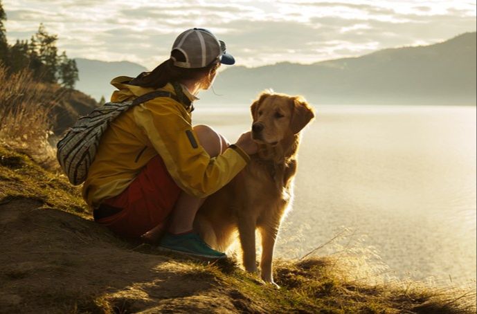 Mindful Walking: Enhancing Your Dog’S Daily Stroll