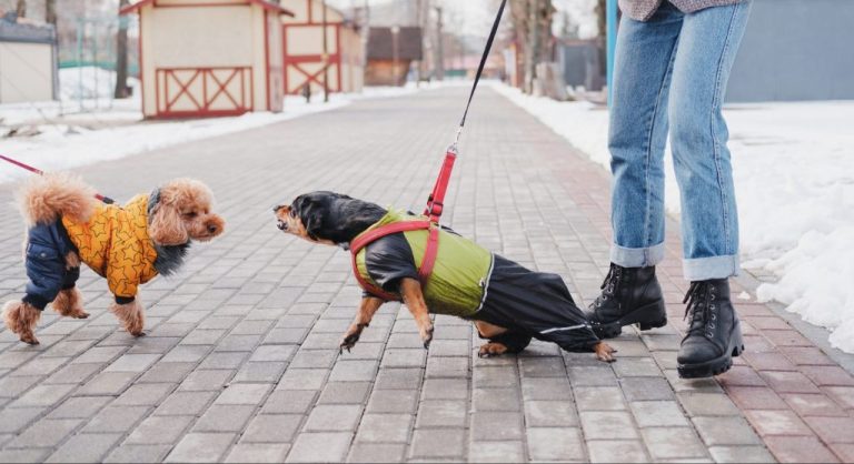 Managing Leash Reactivity: Techniques For Walking Calmly On The Street
