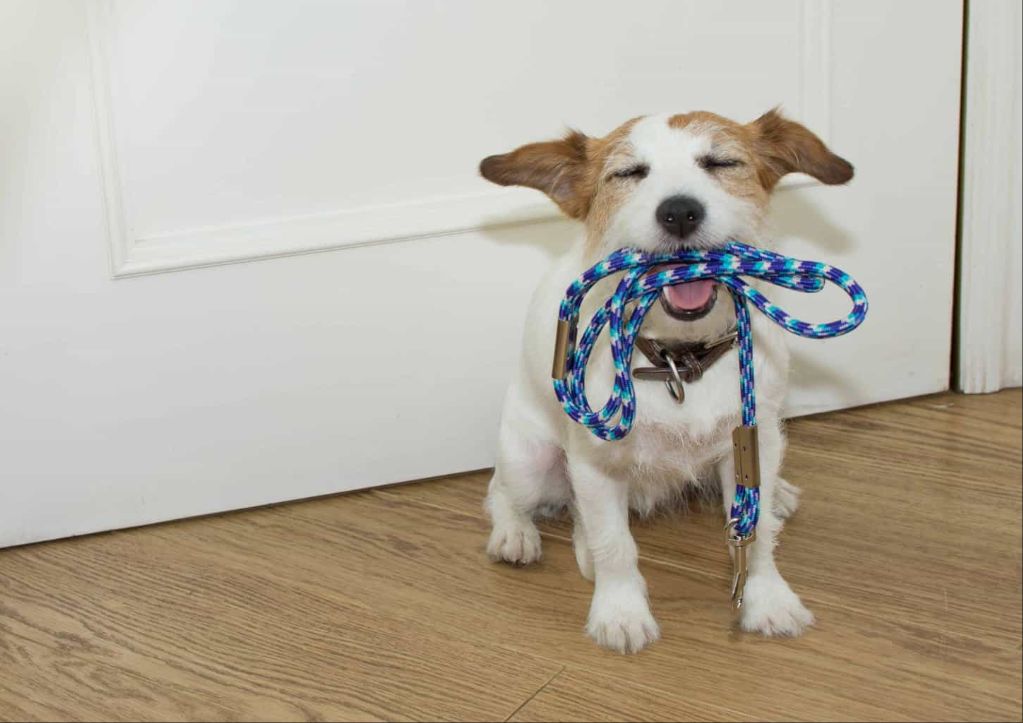 managing the training environment by reducing distractions sets dogs up for success with impulse control.