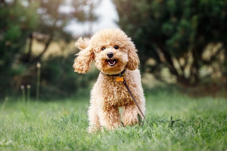Poodle Breeds: From Standard To Toy, Know Your Options