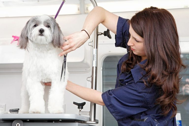 Training Your Dog To Enjoy Grooming Sessions