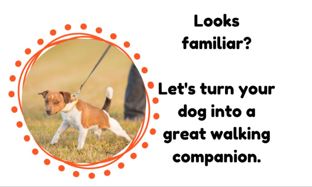 owner rewarding dog for loose leash walking