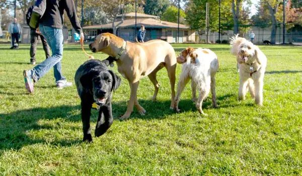 The Ultimate Beginner’S Guide To Dog Park Etiquette