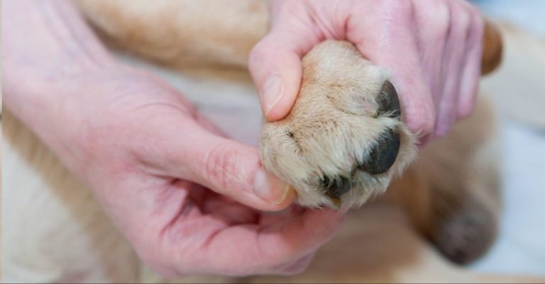 Paw Care: Protecting Your Dog’S Pads And Nails