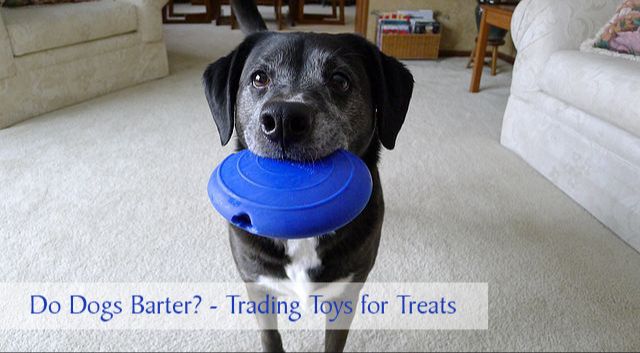 person trading treat for dog toy