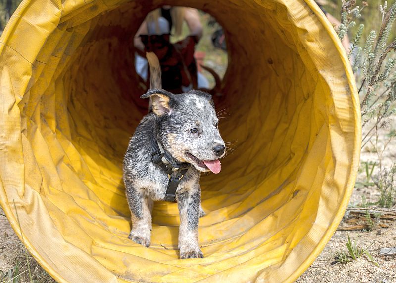 pictures of tunnels, jumps, and other equipment to include in a diy dog playground