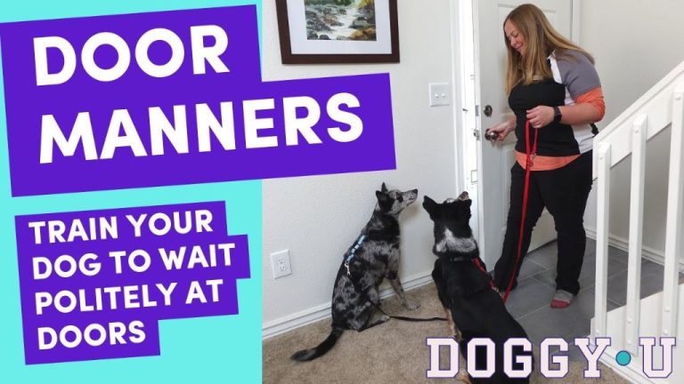 Teaching Your Dog To Wait Patiently At Doors