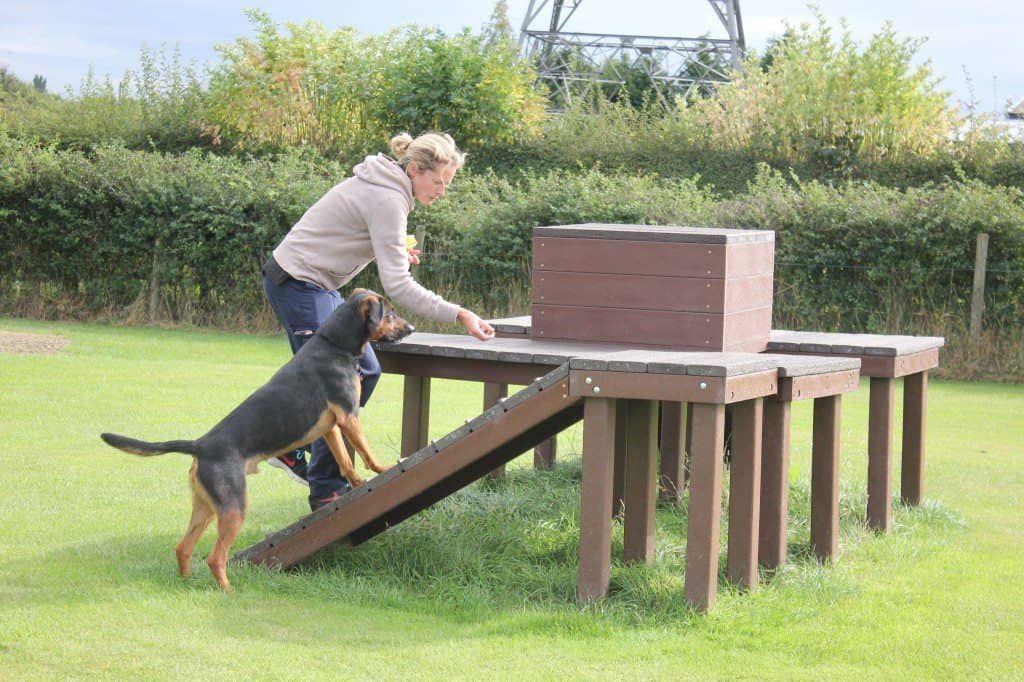 proper safety gear and close monitoring are essential when dogs practice parkour.